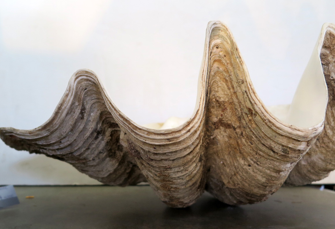 Striking Oversize Sea Shell | Modernism