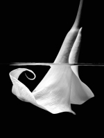 CONTEMPORARY-Modernism