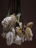 CONTEMPORARY-Modernism